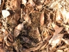 Igel im März
